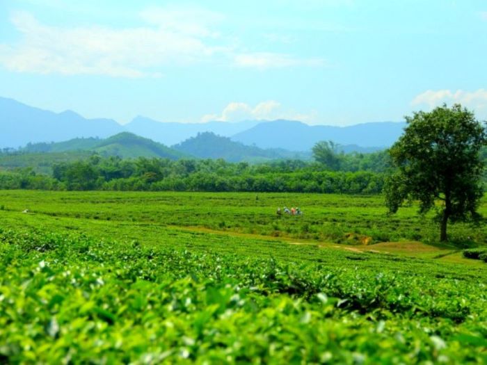 đồi chè Đông Giang