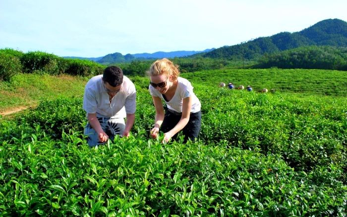 đồi chè Đông Giang