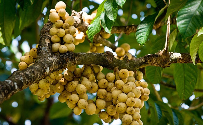 Công viên rừng Bòn Bon