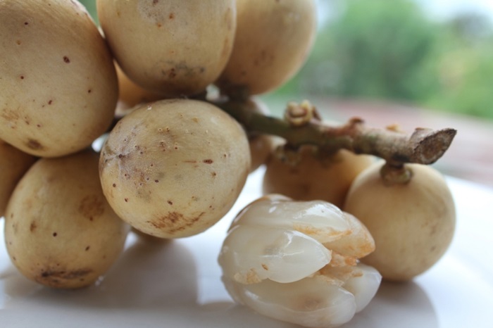 Công viên rừng Bòn Bon