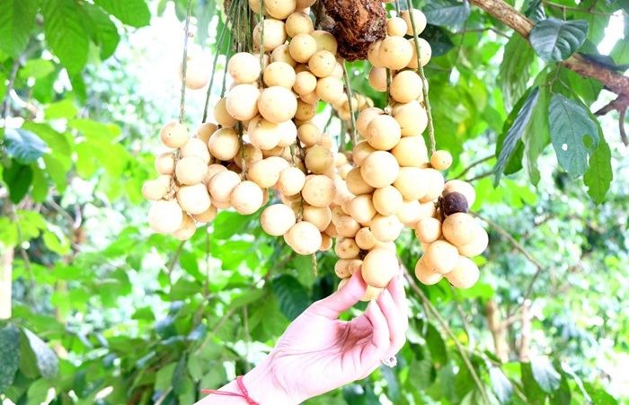 Công viên rừng Bòn Bon