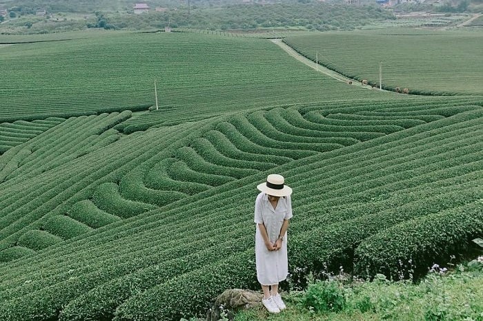 đồi chè Đông Giang